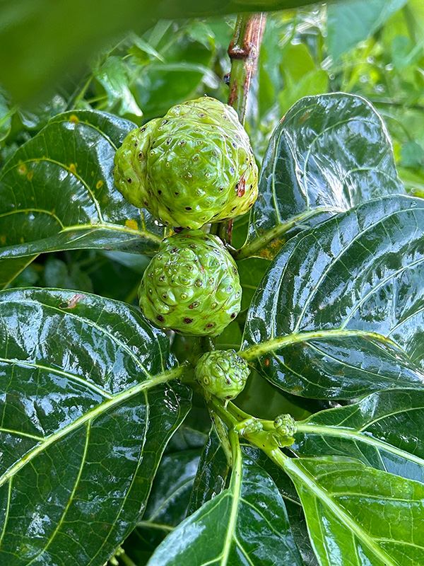 noni juice